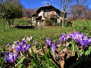 07 Crocus Vernus (Crochi violetti e bianchi) alla Cascina Lor ai pascoli del Ronco (1100 m)